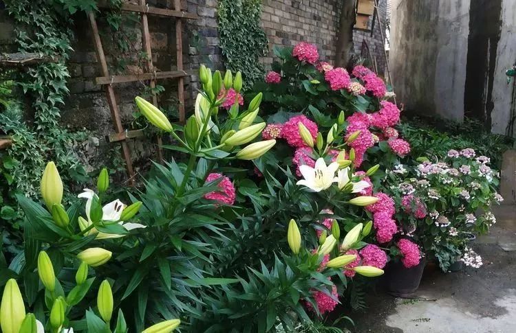 她花了4年，用月季，铁线莲，绣球把农村破败的小院打造成了花海，惊艳了时光-75