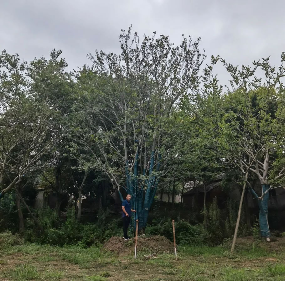 杭州·云翠金澜府丨中国杭州丨上海澜道佑澜环境设计有限公司-50