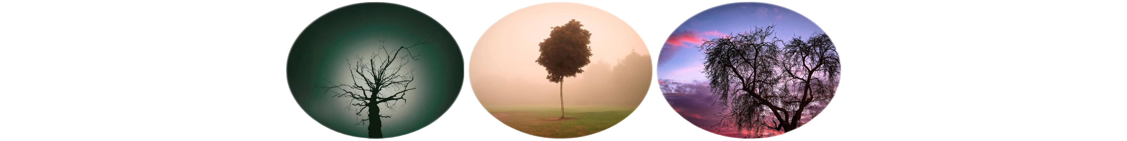 世界上的树木丨Sylvie D.-161