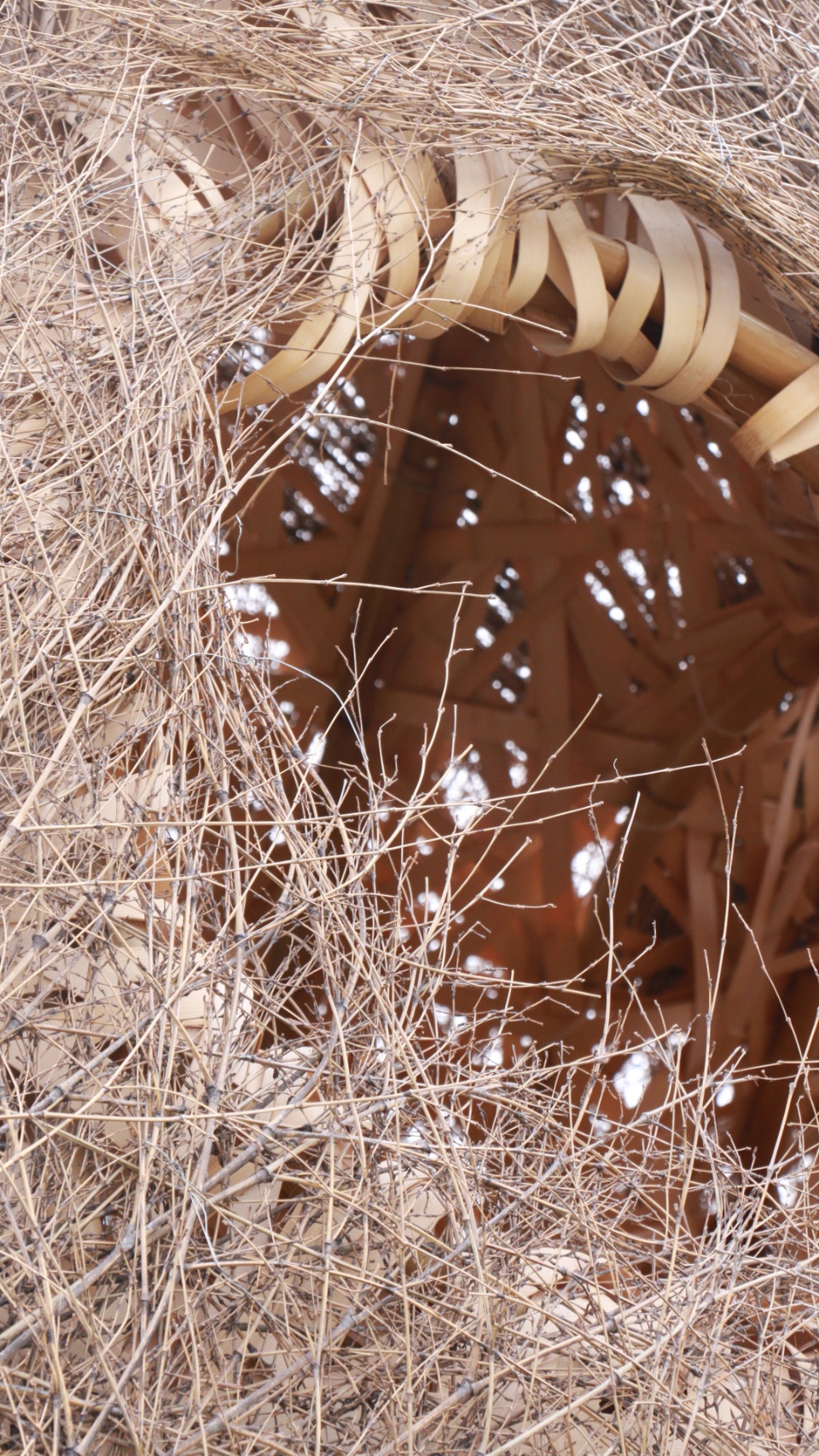 秘境花园 | 树洞中的心灵秘境-57