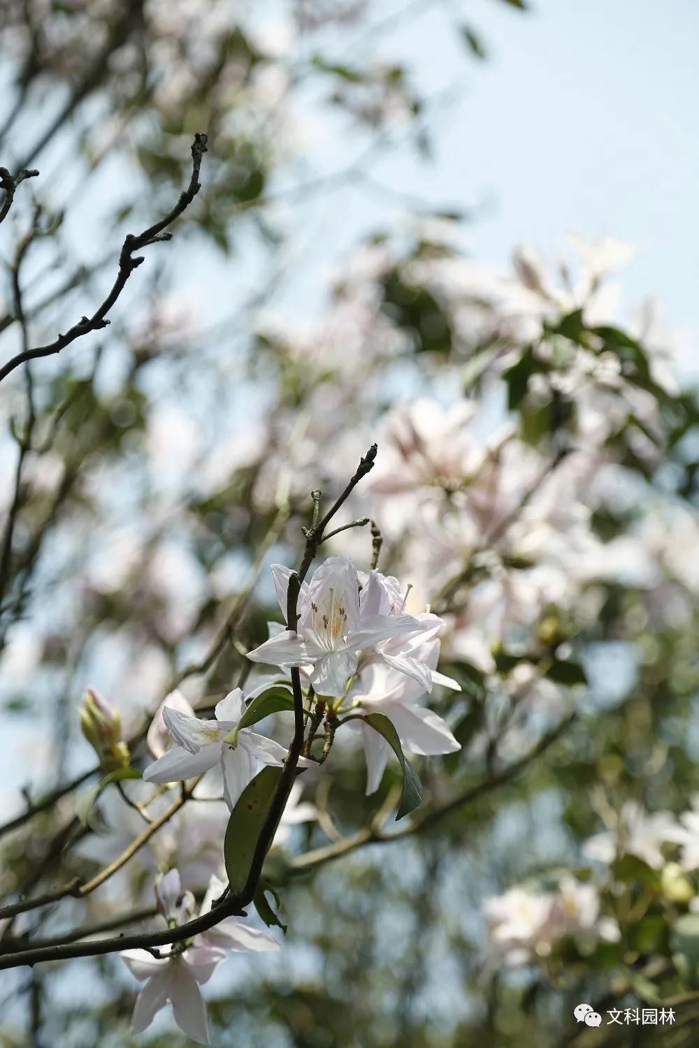 深圳市梧桐山第六届毛棉杜鹃花会景观设计丨中国深圳丨文科园林-56