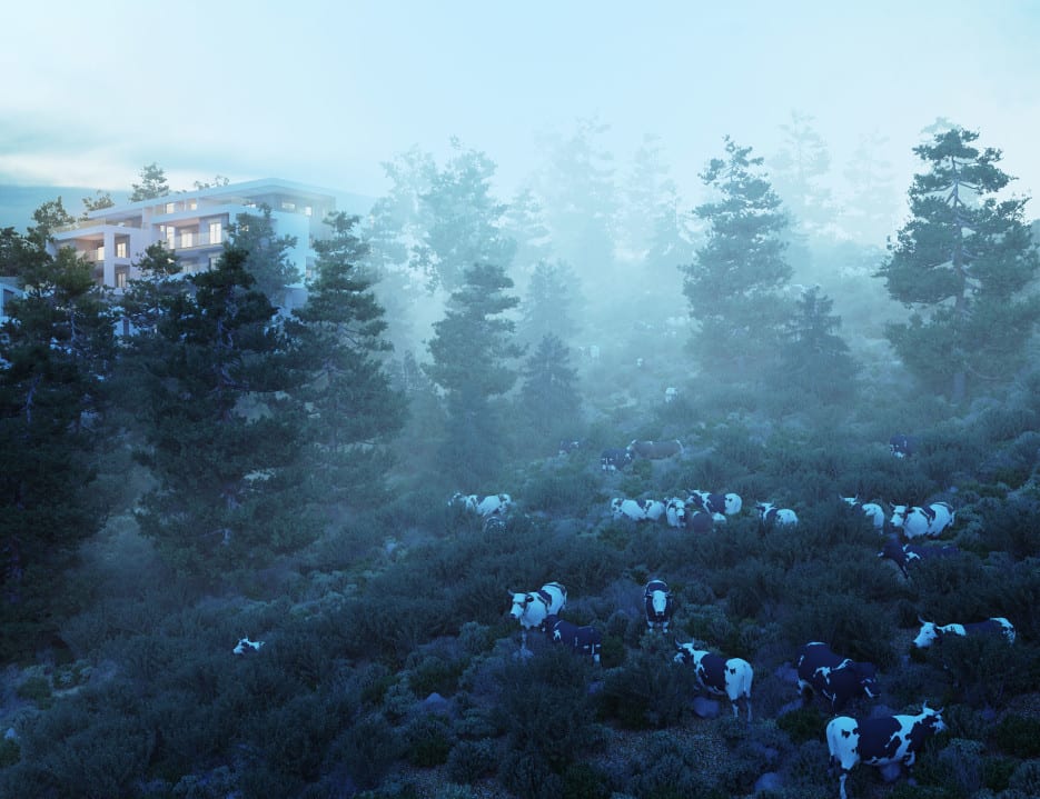 cows - Ando Studio-9