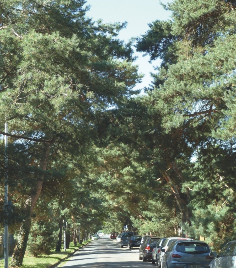 Schepp Allee（舍普林荫道）丨德国达姆施塔特-12