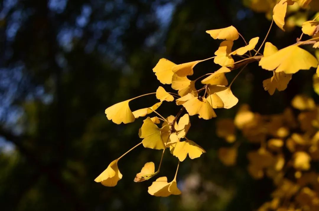秋意浓叠翠瑬金 | 名设计师打造的五彩斑斓室内空间-15