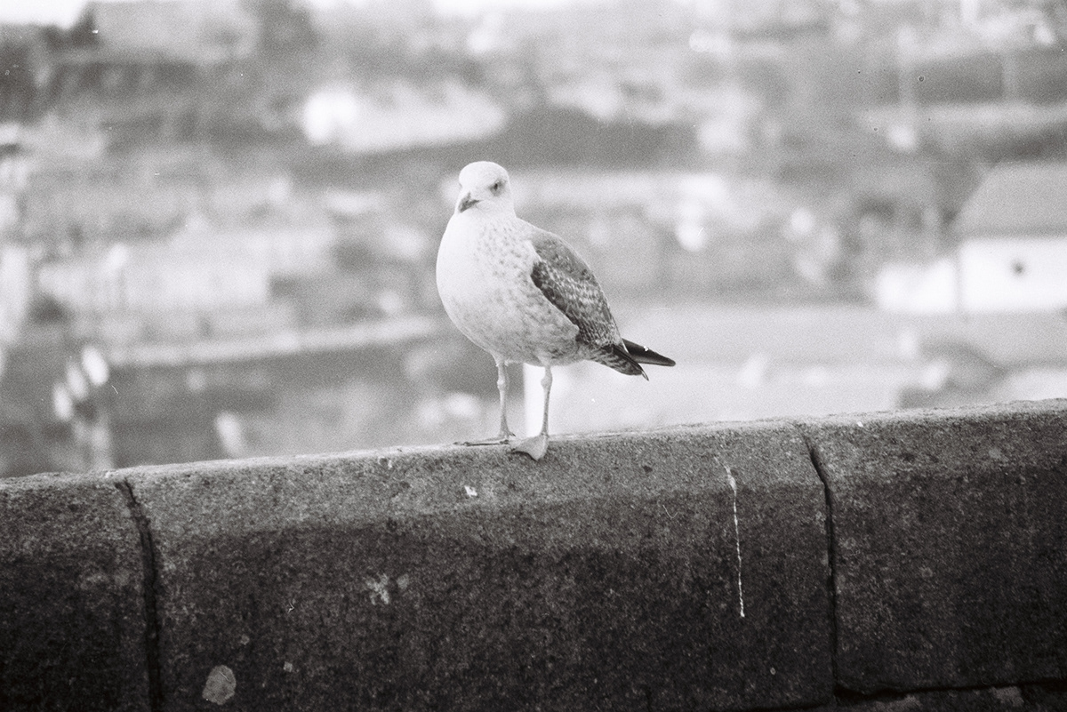 2018 年波尔图城市中心 analog 摄影项目丨葡萄牙波尔图-4