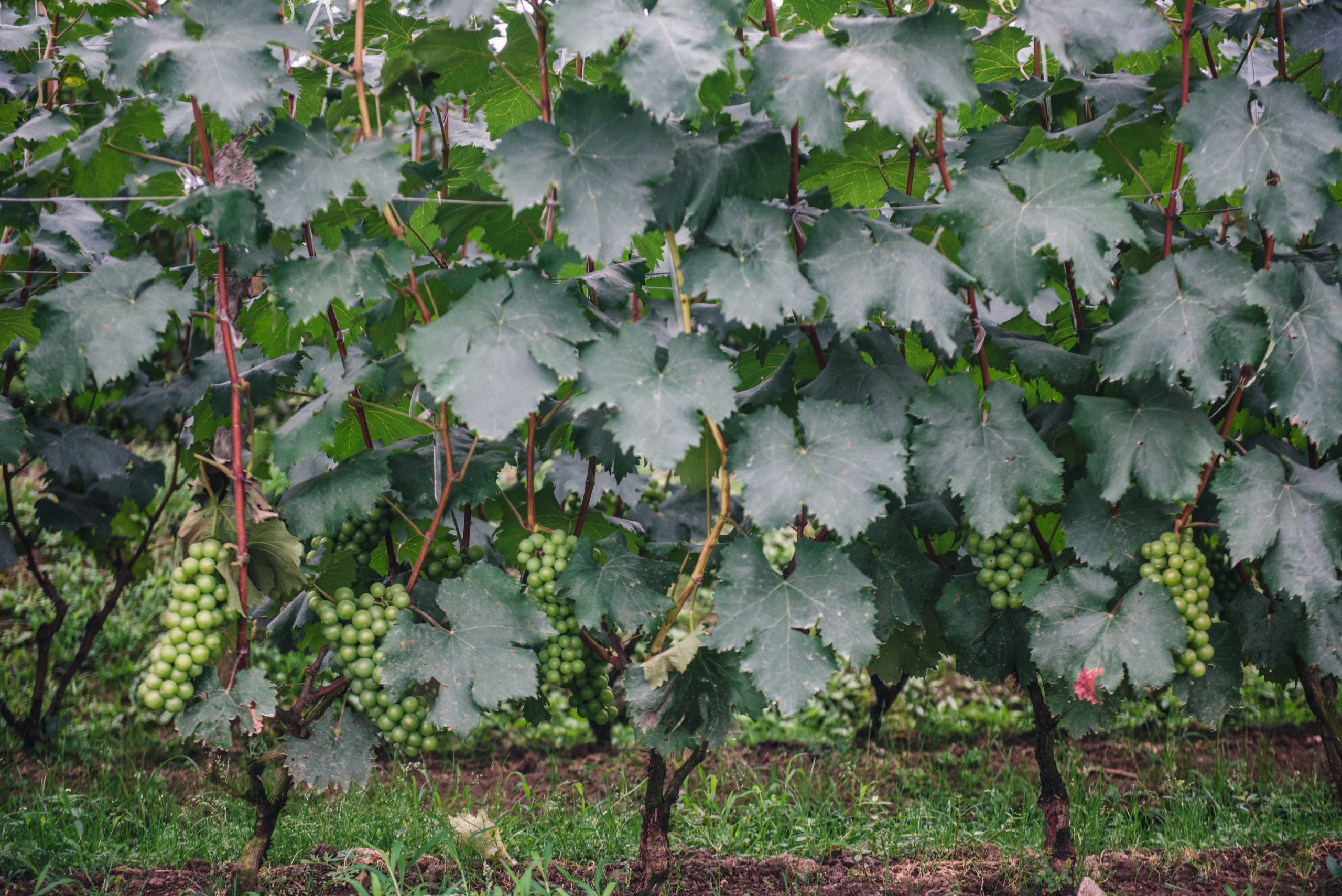 峨眉·高桥小镇丨中国眉山丨四川乐道景观设计有限公司-103
