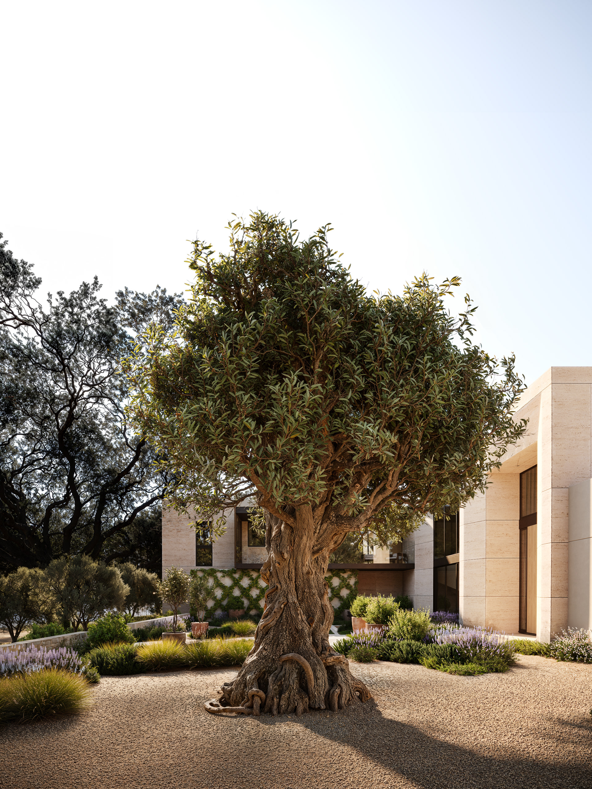 鞍桥丨Colega Architects-9