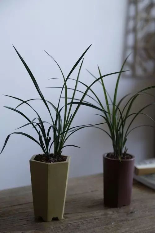 案上花草，闲时观 | 品味室内设计中的自然美学-33