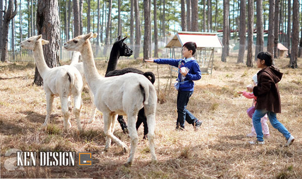 Zoodoo咖啡馆(“澳大利亚风格”动物园咖啡馆)丨越南-16