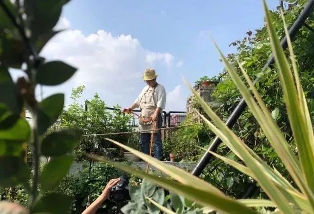 她在楼顶悄悄建了一座梦想花园，美翻了！这才是把日子过成诗的样子-184