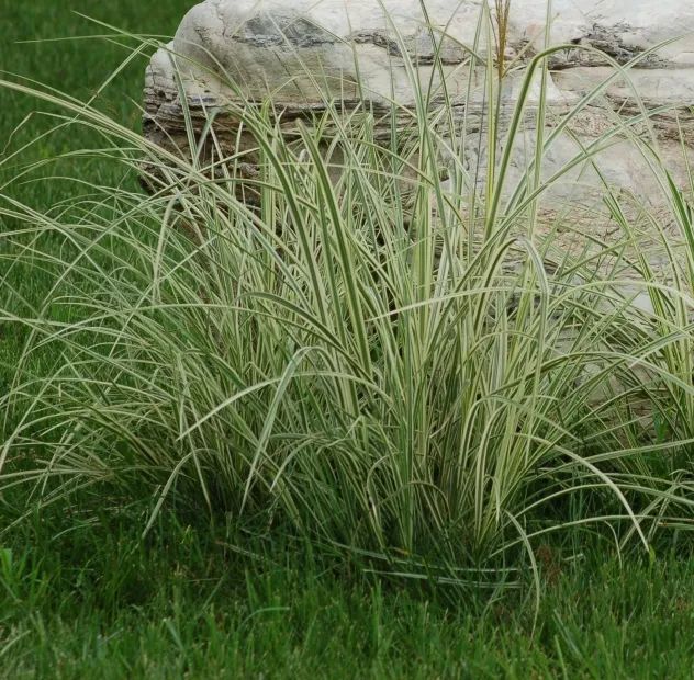 夏日花园养护攻略，打造梦想花园-71