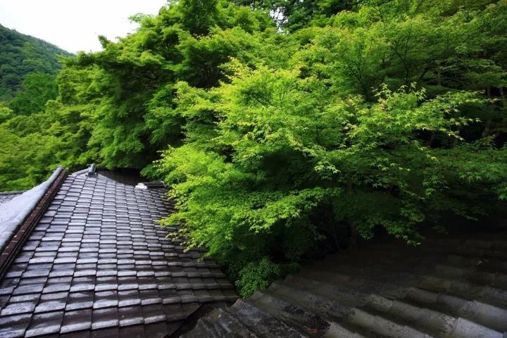 庭院满青苔，极美！-53