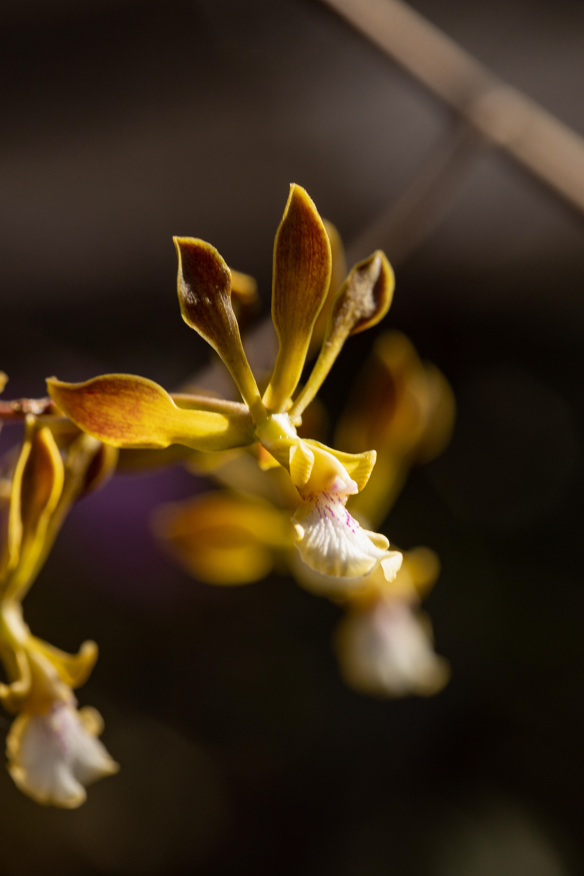 室内植物设计-1