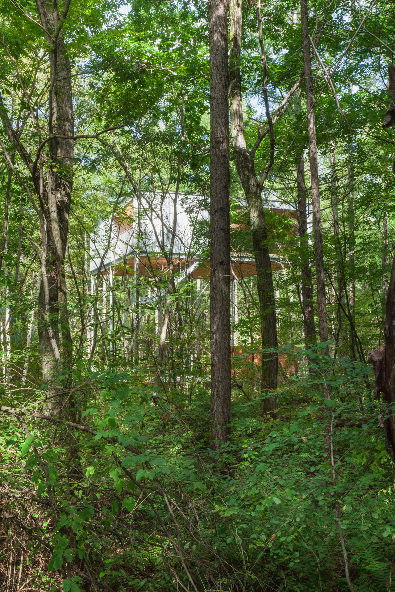 森林中的支柱（在建筑学里，pilotis一般指建筑底层架空的支柱；若结合语境有其他更合适的含义，可根据实际情况调整） 丨日本群马丨Go Hasegawa,Shu Yamamoto-0