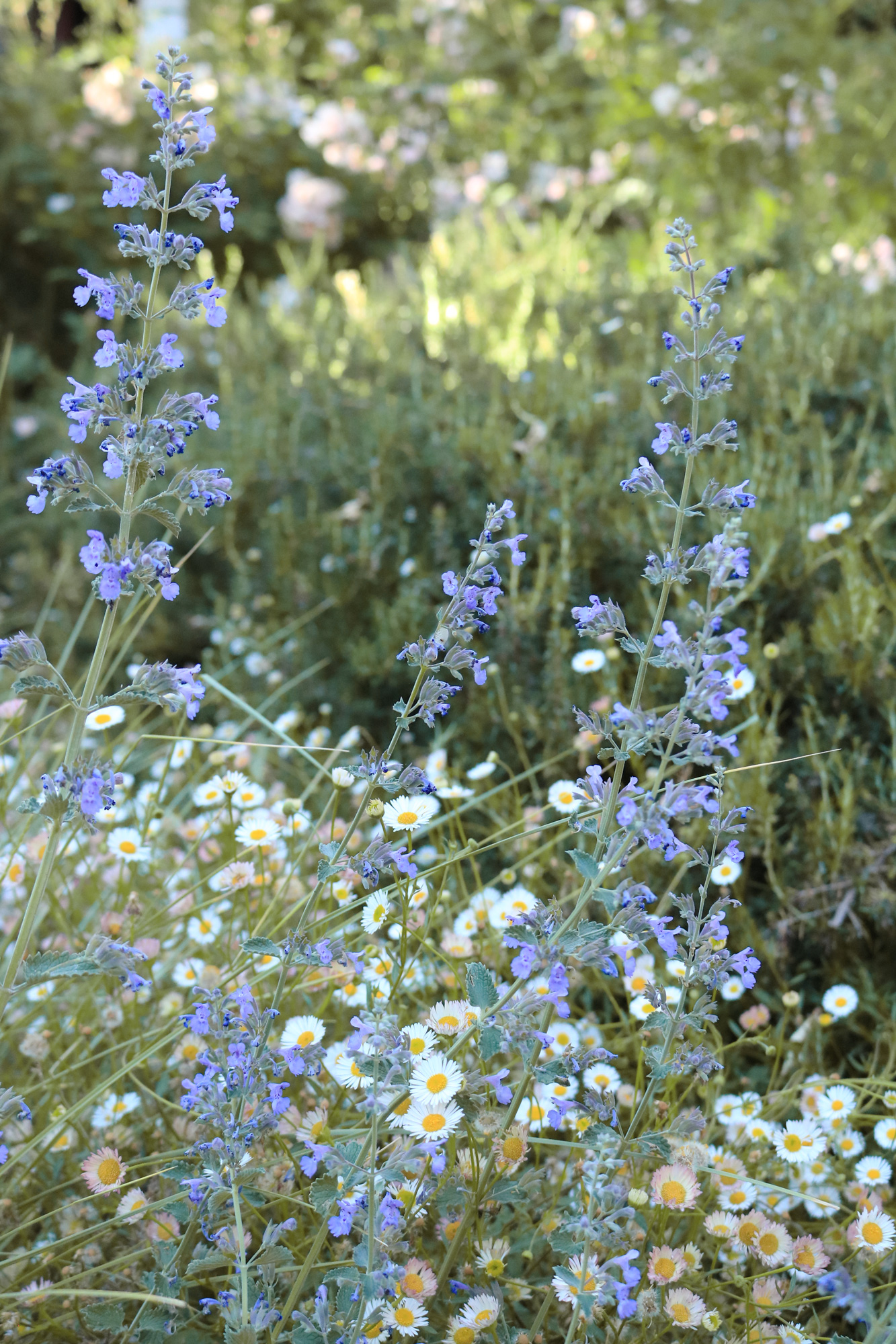 身边风景 | Soft Studio-112