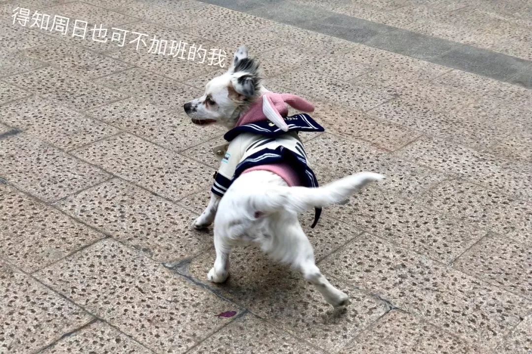 温暖 ENJOY | 从流浪狗到办公室宠儿的感人故事-53