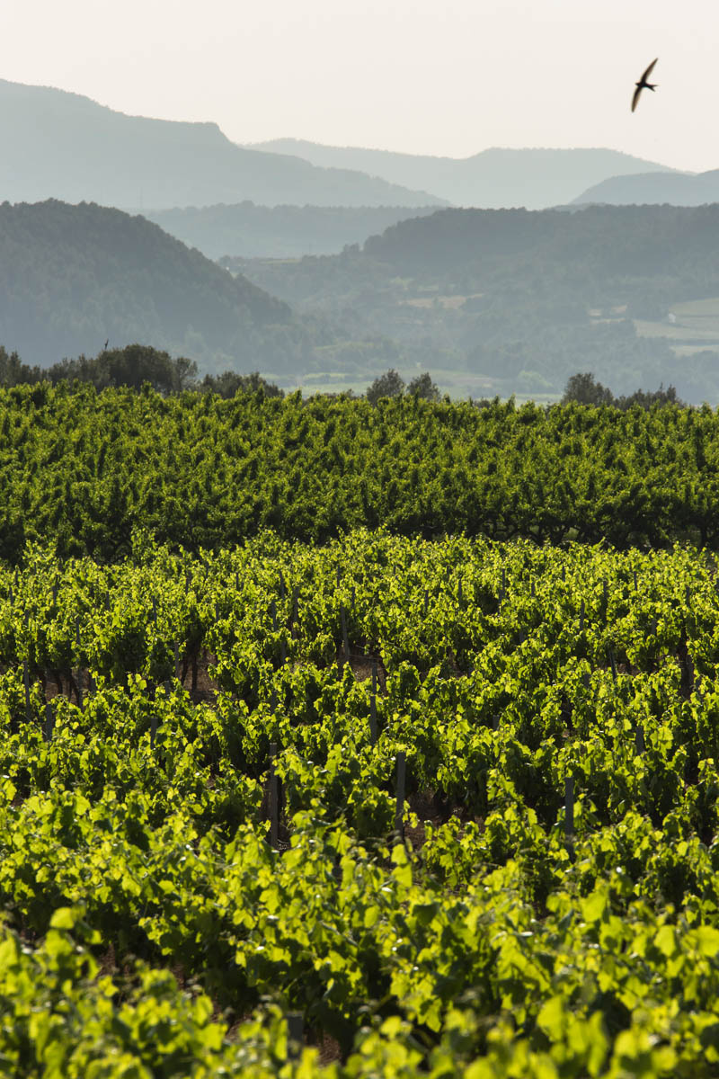 06 10 RECAREDO TASTING AREA-1