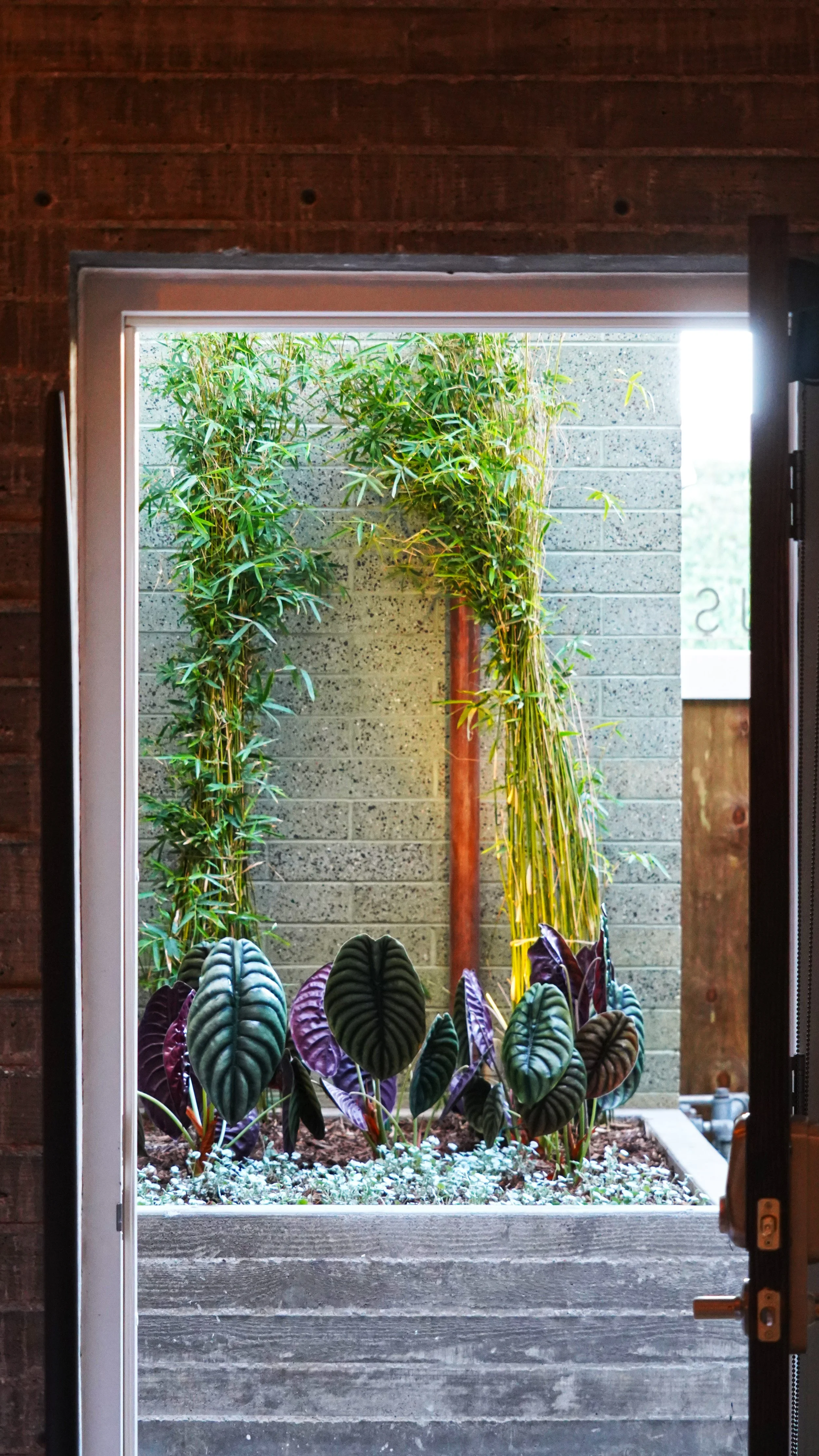 达芙妮·麦卡洛 · 圣地亚哥丨美国-30