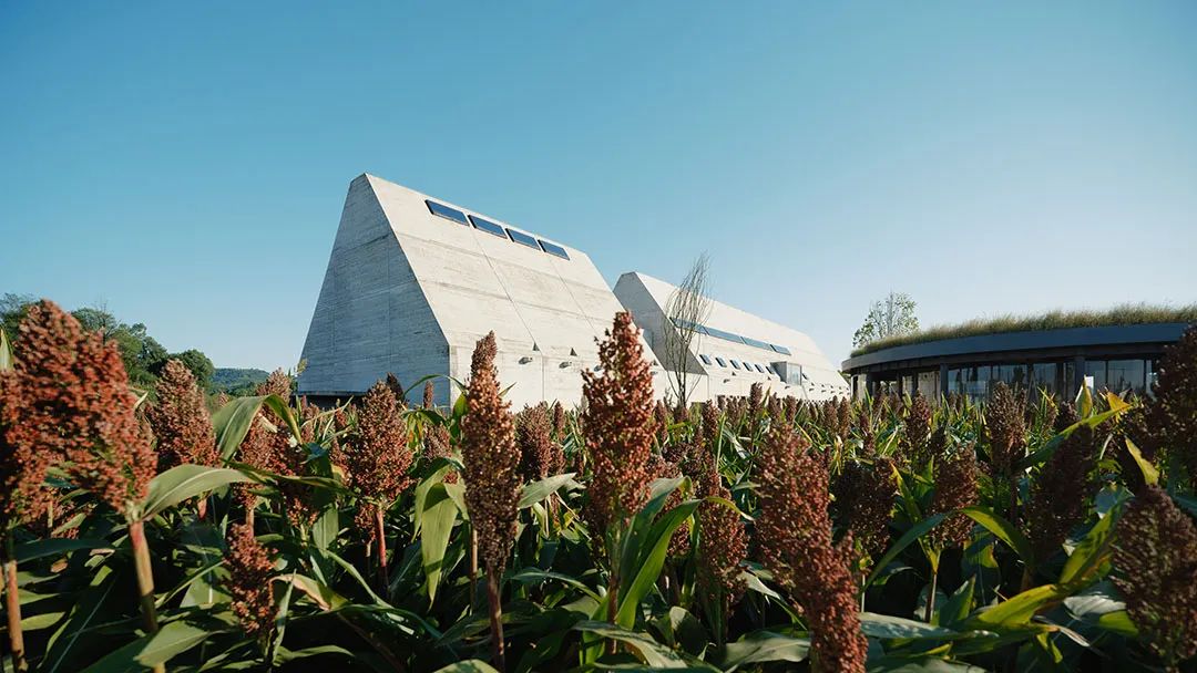 江小白乡村俱乐部 | 现代建筑与自然的共生-25