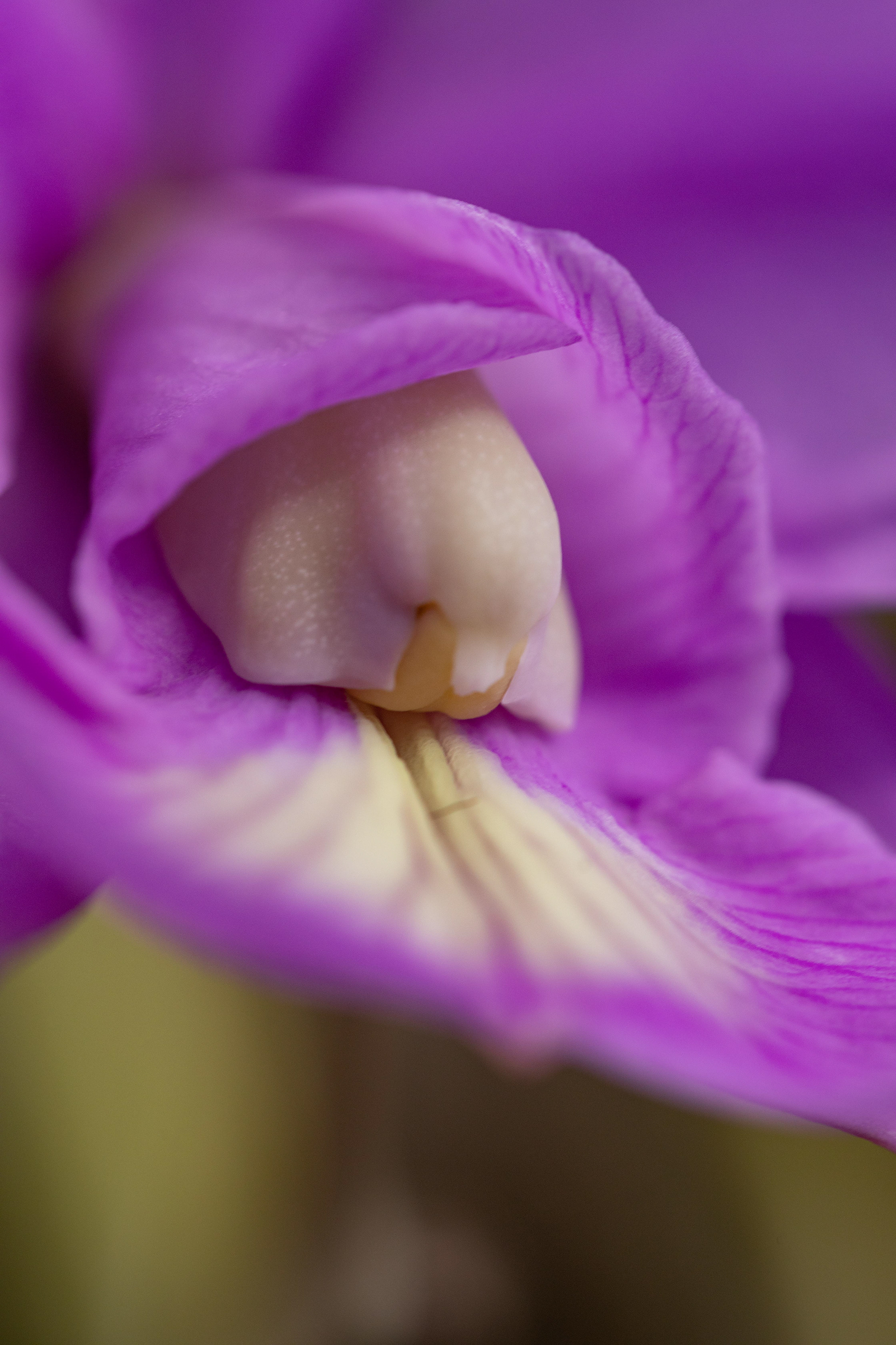 室内植物设计-39