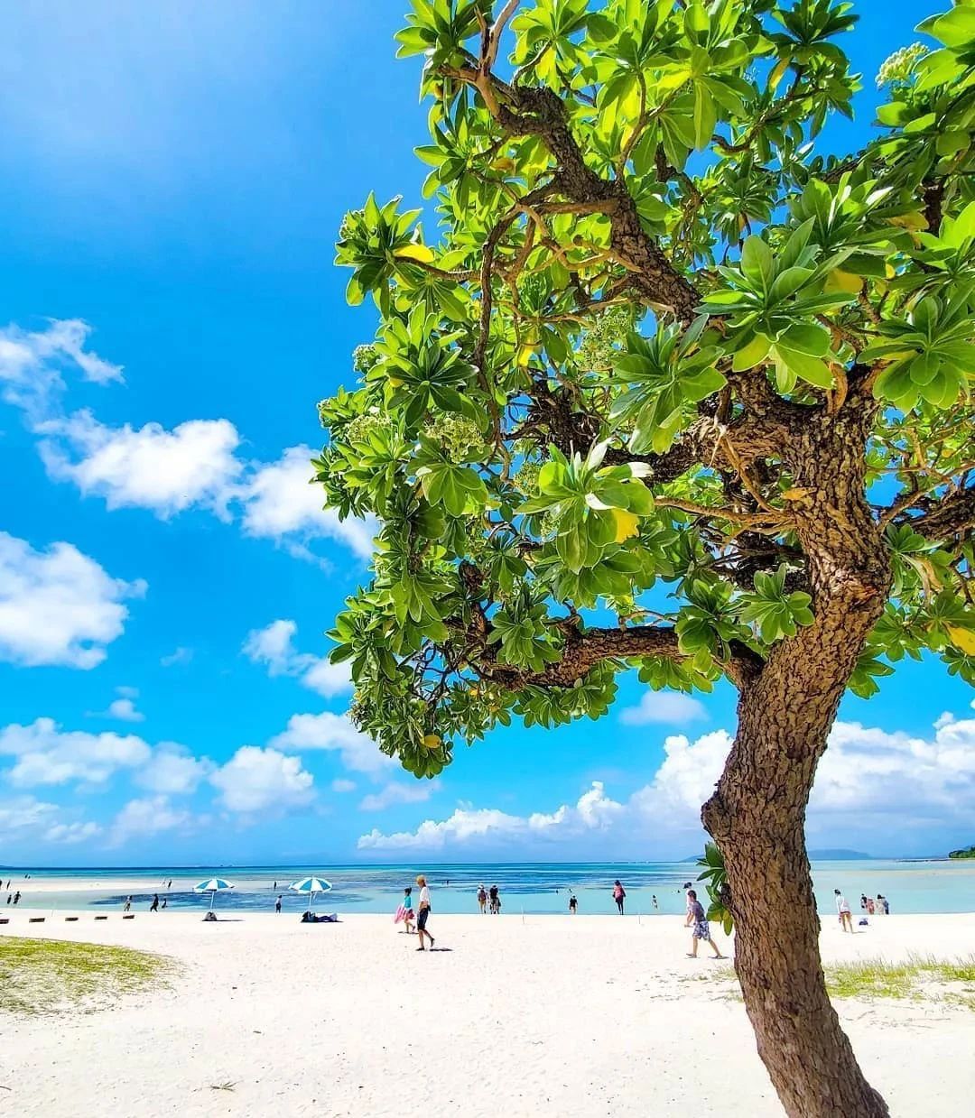Halekulani Okinawa 度假村丨日本冲绳丨纽约的建筑事务所 Champalimaud Design-20
