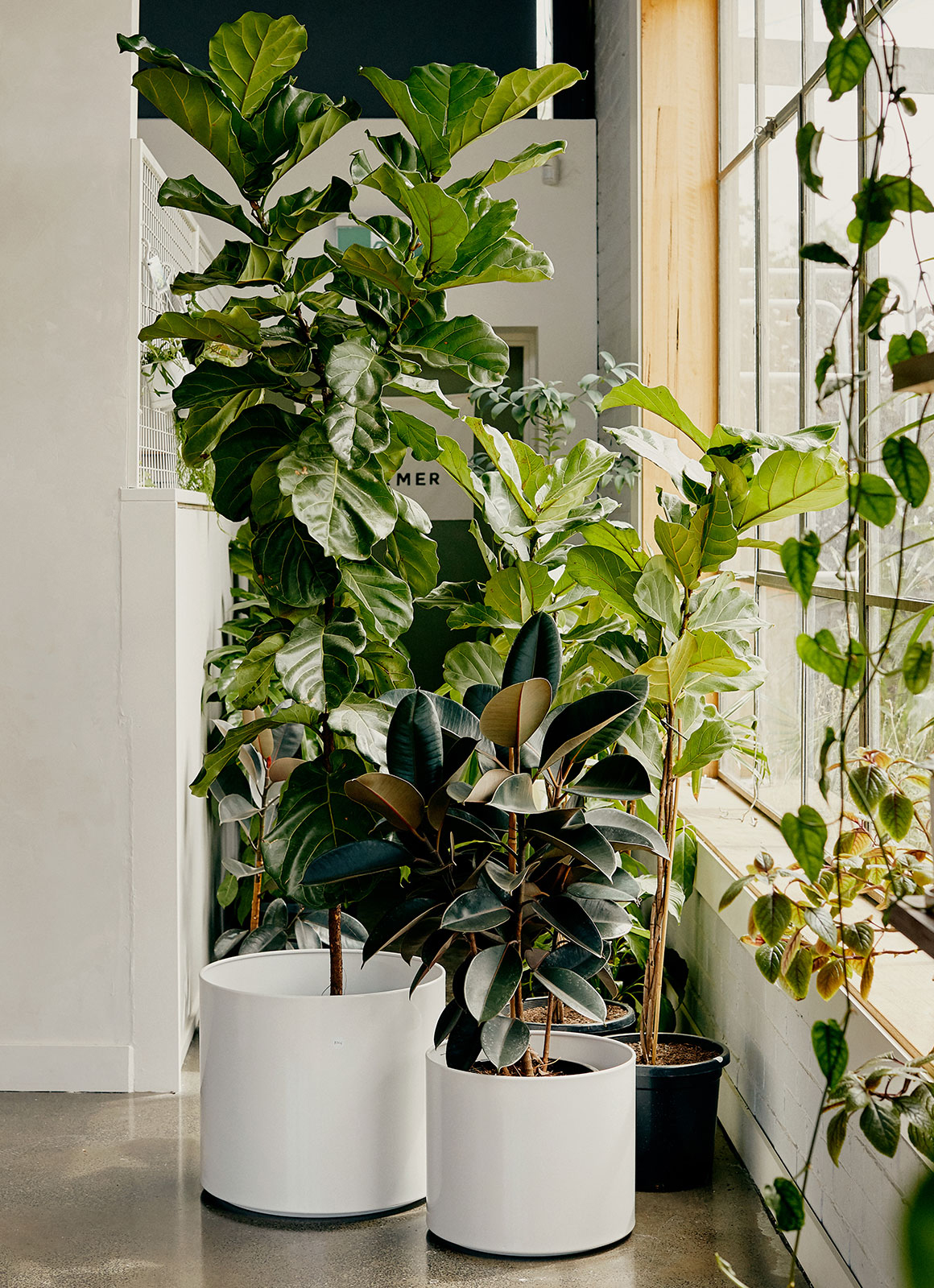 Plant Charmer 零售空间设计-9