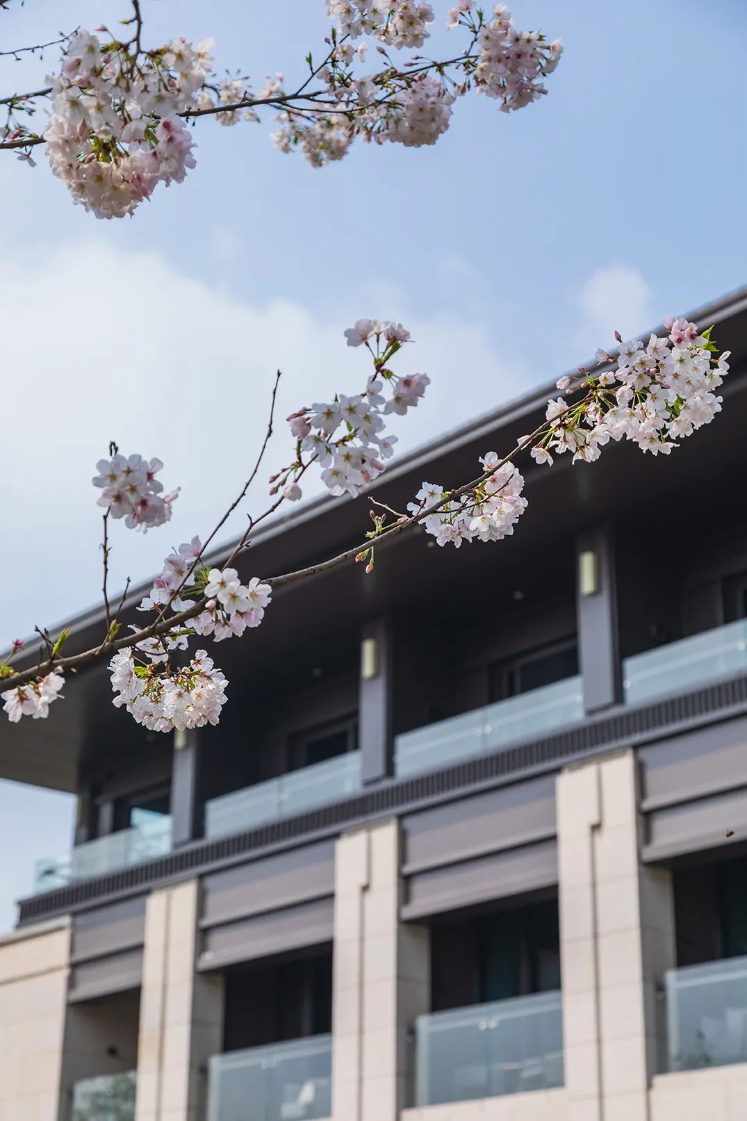 成都盛美利亚酒店丨中国成都-10