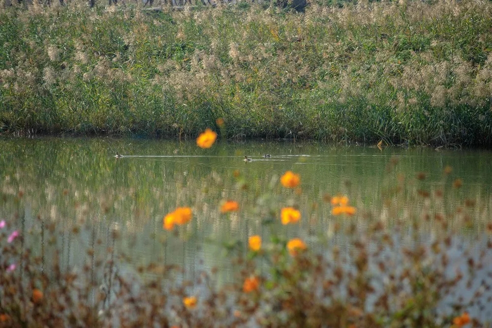 秦岭国家植物园田峪河湿地公园景观设计-70