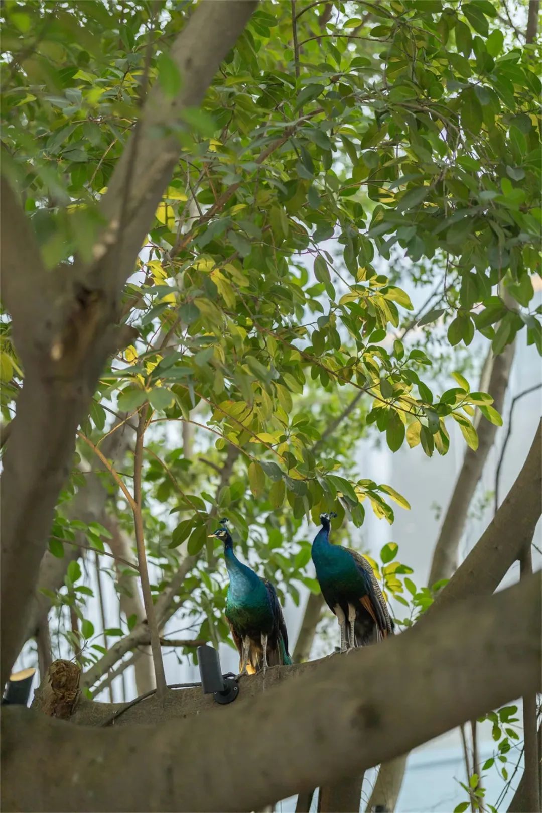 华润置地华南大区“润享•未来家”研发实践丨UA尤安设计-161