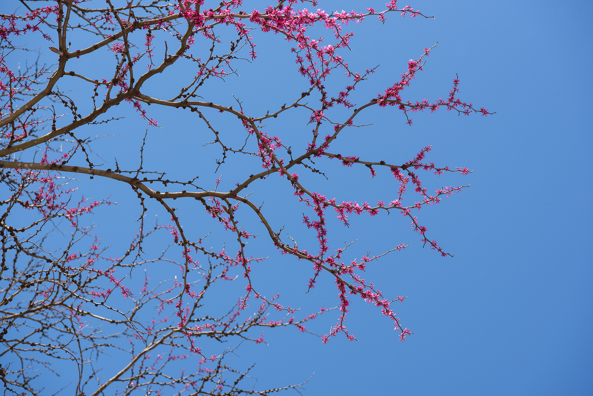 Knoxville, TN (USA).-32