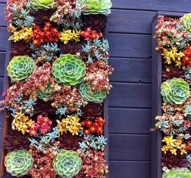 创意多肉墙 | 绿色装饰的艺术魅力-5