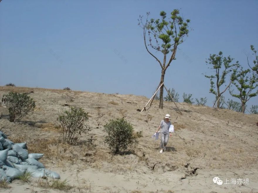 亦境那些人 | 姚素梅的绿化设计之路-26