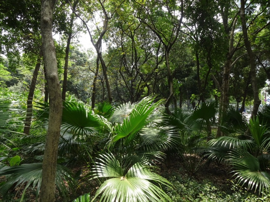 罗湖区“三横四纵”道路沿线视觉一体化·笋岗东路丨深圳市新西林园林景观有限公司-23