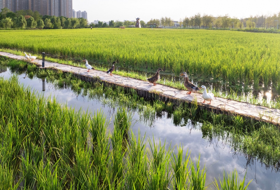 长安公园稻香园丨中国西安丨上海赤地设计事务所-12