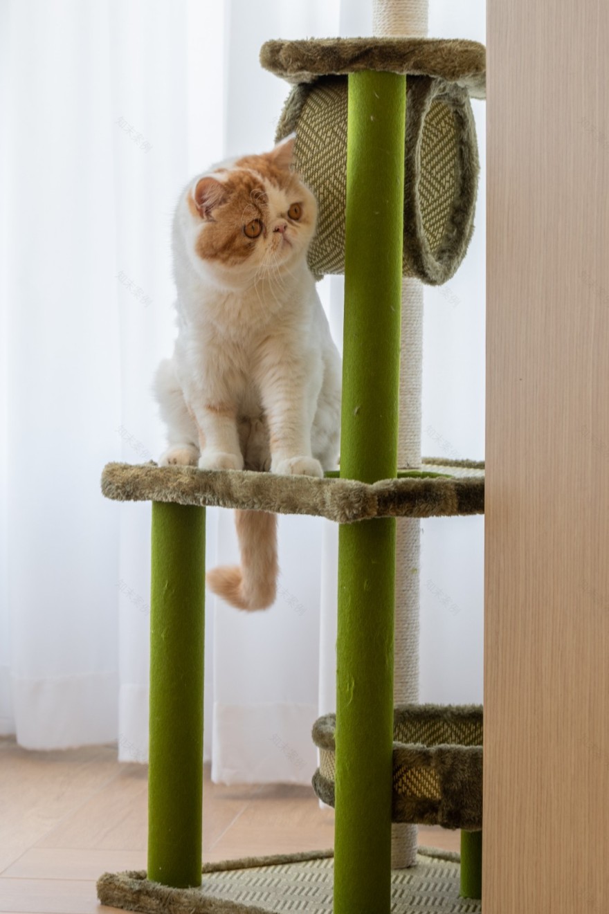 小户型日式原木风婚房设计,舒适惬意的喵汪之家-13