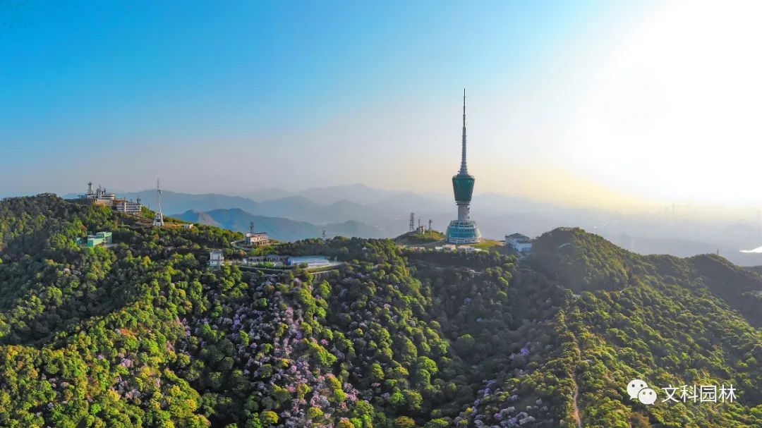 深圳市梧桐山第六届毛棉杜鹃花会景观设计丨中国深圳丨文科园林-14