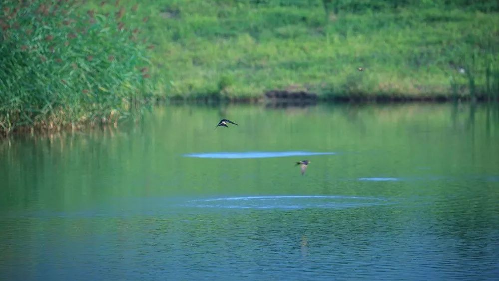 秦岭国家植物园田峪河湿地公园-103