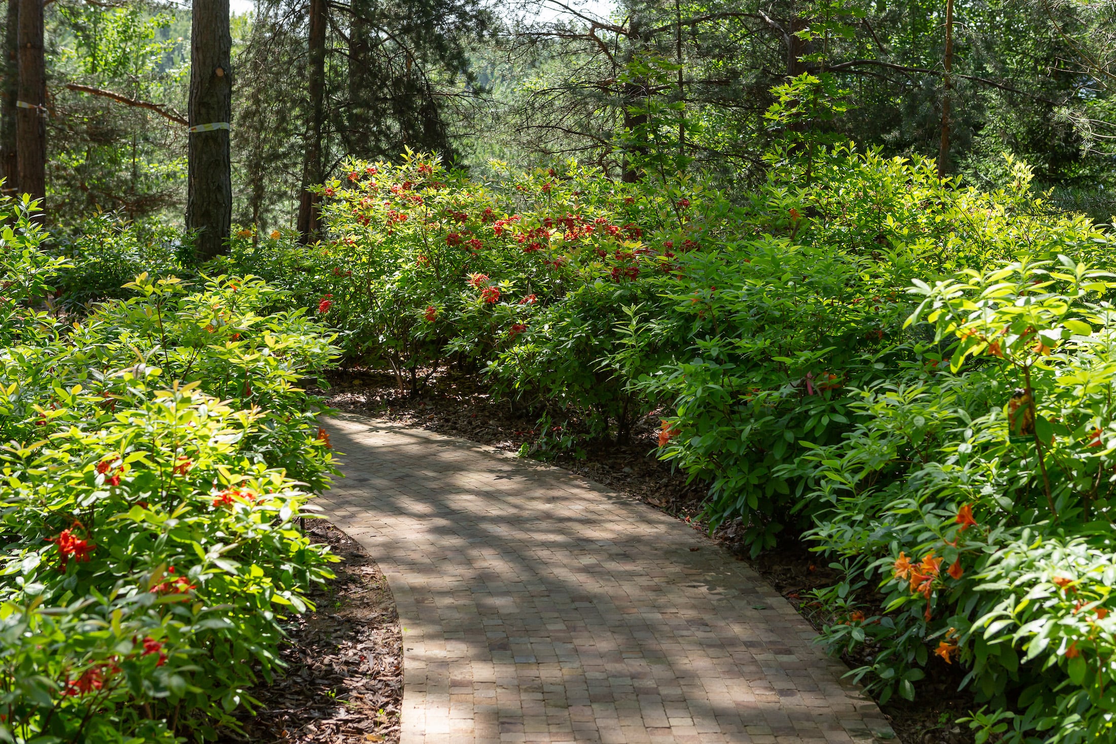 莫斯科北部童话森林湖景-23