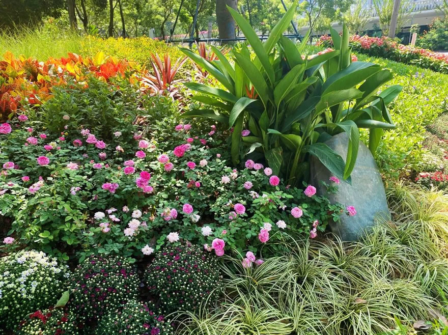 深圳福田侨香路景观提升丨中国深圳丨深圳文科园林股份有限公司-58