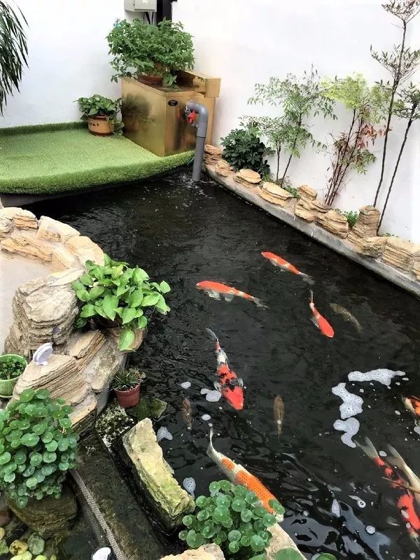 花式养鱼-28