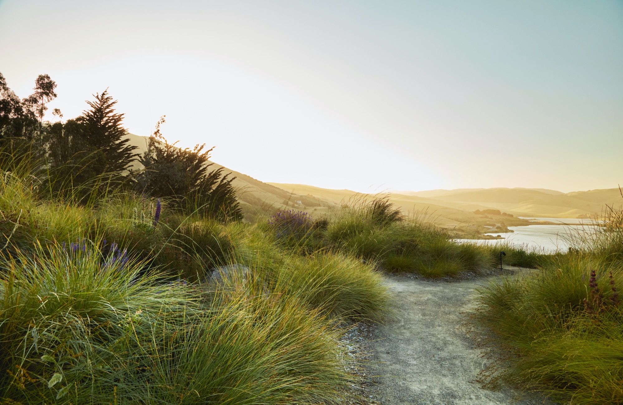 加州牧场风景中的诗意花园丨美国加利福尼亚丨Terremoto-0