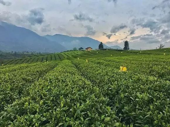 躲进茶园深处的农家小院,喝杯茶守候时光-27