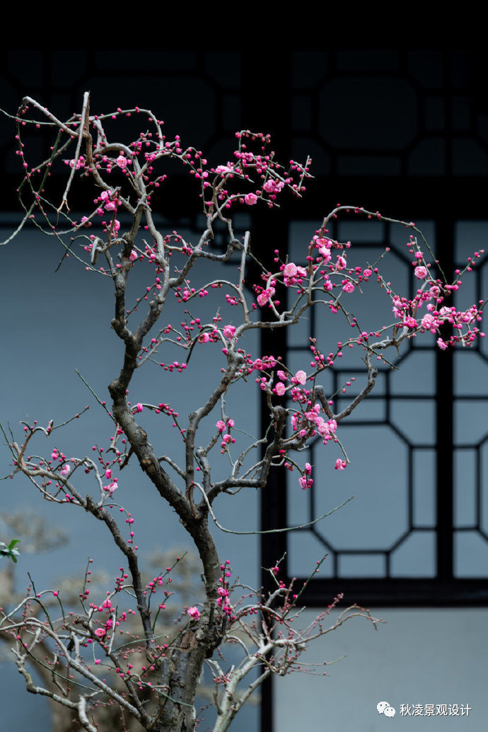 园林文化——寓意解析 | 四君子、花王与雪中四友-13