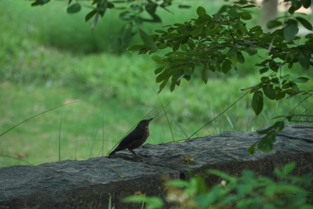 苏州和悦塘前雅院大区丨中国苏州丨MIND迈德景观-14