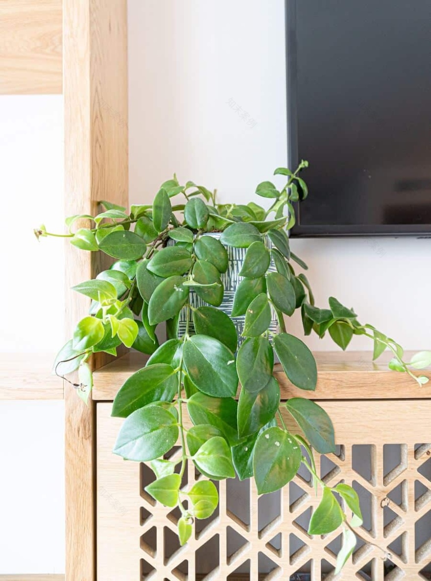 נטע גוטמן | עיצוב פנים דירה 4 חדרים בכפר יונה - PICKINTERI-13