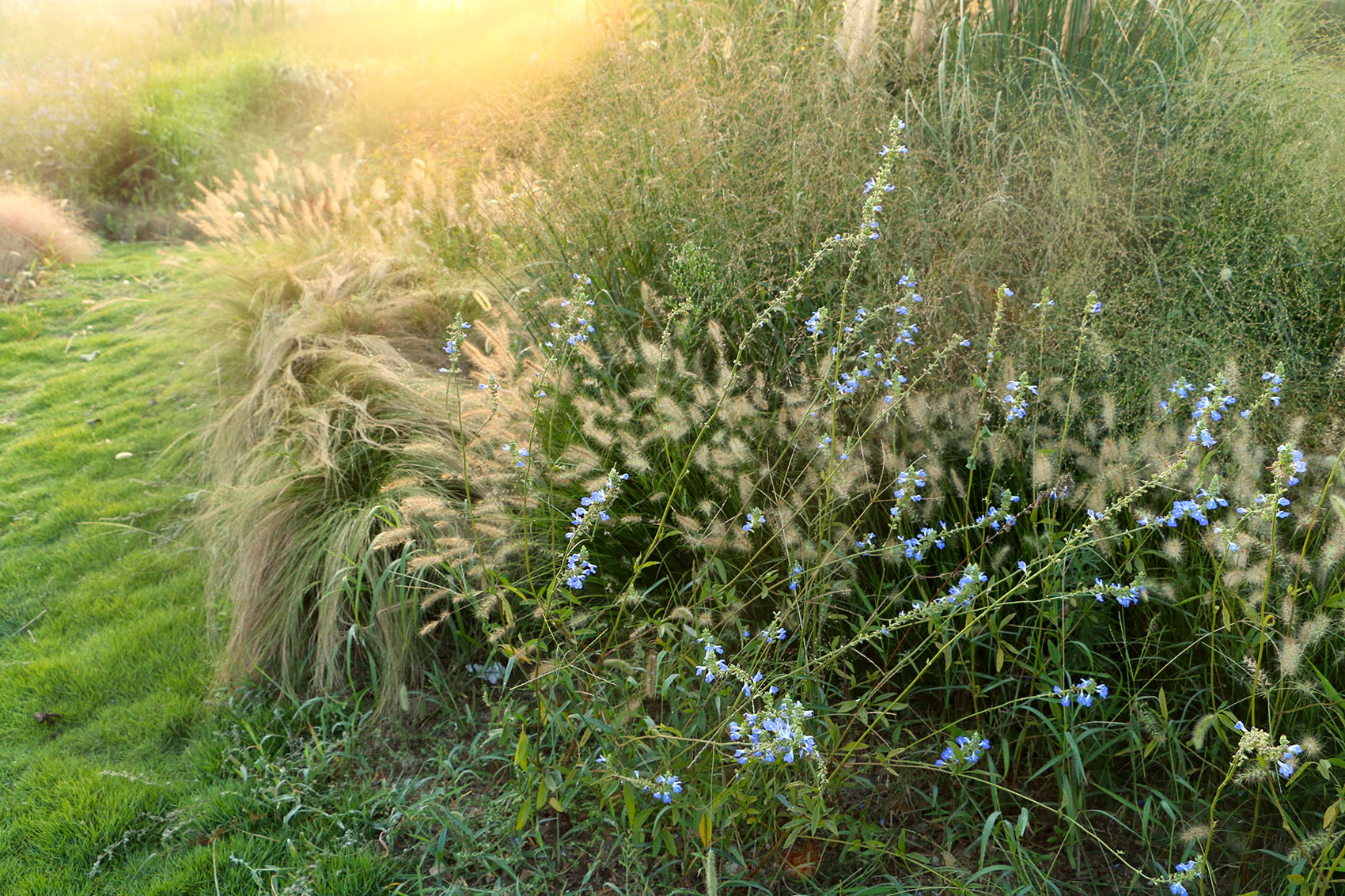 多岛海野草公园丨中国日照丨孔祥伟工作室-115