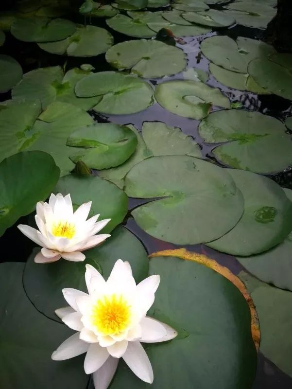 不惑之年，他自己动手建了一座楼顶花园，养花种菜喂鱼……-95