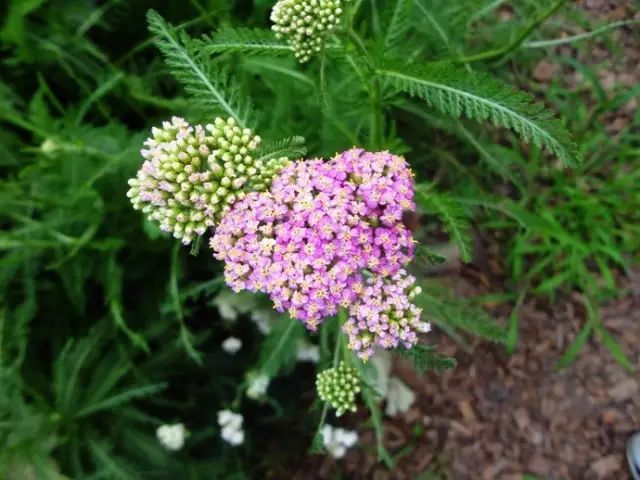 花境设计常用 60 种植物,让花园变得绚丽多彩-93