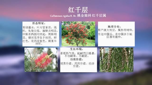 秋凌景观陪伴你学习的第3128天-27