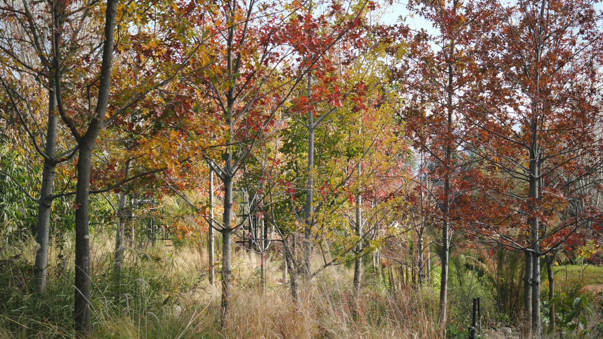 大理山下花园丨中国大理丨上海叙野景观设计有限公司-94